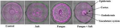 Date palm transcriptome analysis provides new insights on changes in response to high salt stress of colonized roots with the endophytic fungus Piriformospora indica